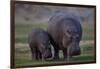 Hippopotamus (Hippopotamus amphibius) mother and baby, Ruaha National Park, Tanzania, East Africa,-James Hager-Framed Photographic Print