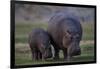 Hippopotamus (Hippopotamus amphibius) mother and baby, Ruaha National Park, Tanzania, East Africa,-James Hager-Framed Photographic Print