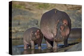 Hippopotamus (Hippopotamus Amphibius) Mother and Calf-James Hager-Stretched Canvas