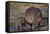 Hippopotamus (Hippopotamus Amphibius) Mother and Calf-James Hager-Framed Stretched Canvas