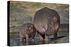 Hippopotamus (Hippopotamus Amphibius) Mother and Calf-James Hager-Stretched Canvas