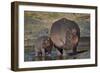 Hippopotamus (Hippopotamus Amphibius) Mother and Calf-James Hager-Framed Photographic Print