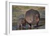 Hippopotamus (Hippopotamus Amphibius) Mother and Calf-James Hager-Framed Photographic Print