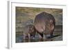 Hippopotamus (Hippopotamus Amphibius) Mother and Calf-James Hager-Framed Photographic Print