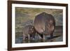 Hippopotamus (Hippopotamus Amphibius) Mother and Calf-James Hager-Framed Photographic Print