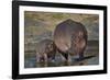 Hippopotamus (Hippopotamus Amphibius) Mother and Calf-James Hager-Framed Photographic Print