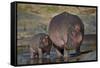 Hippopotamus (Hippopotamus Amphibius) Mother and Calf-James Hager-Framed Stretched Canvas