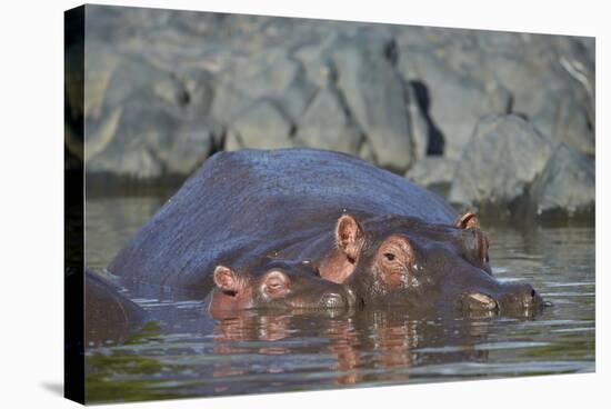 Hippopotamus (Hippopotamus Amphibius) Mother and Calf-James Hager-Stretched Canvas