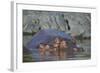 Hippopotamus (Hippopotamus Amphibius) Mother and Calf-James Hager-Framed Photographic Print