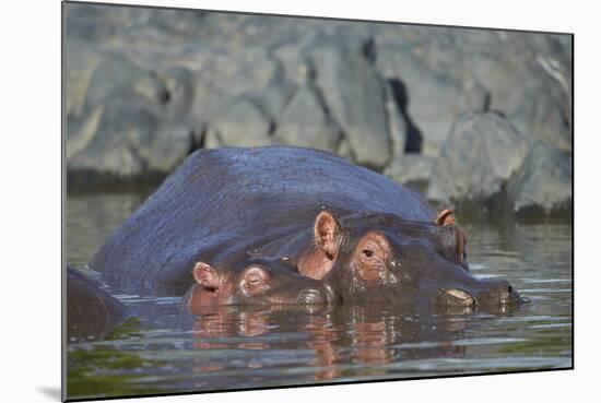Hippopotamus (Hippopotamus Amphibius) Mother and Calf-James Hager-Mounted Photographic Print