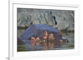 Hippopotamus (Hippopotamus Amphibius) Mother and Calf-James Hager-Framed Photographic Print