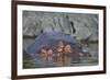 Hippopotamus (Hippopotamus Amphibius) Mother and Calf-James Hager-Framed Photographic Print