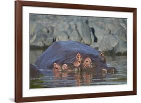 Hippopotamus (Hippopotamus Amphibius) Mother and Calf-James Hager-Framed Photographic Print