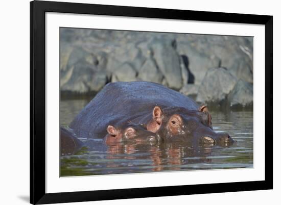 Hippopotamus (Hippopotamus Amphibius) Mother and Calf-James Hager-Framed Photographic Print