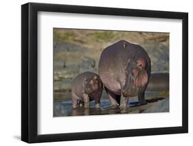 Hippopotamus (Hippopotamus Amphibius) Mother and Calf-James Hager-Framed Premium Photographic Print