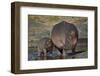 Hippopotamus (Hippopotamus Amphibius) Mother and Calf-James Hager-Framed Photographic Print