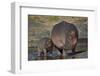 Hippopotamus (Hippopotamus Amphibius) Mother and Calf-James Hager-Framed Photographic Print