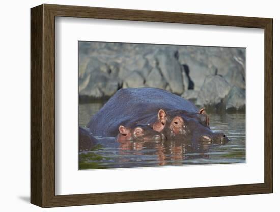 Hippopotamus (Hippopotamus Amphibius) Mother and Calf-James Hager-Framed Photographic Print