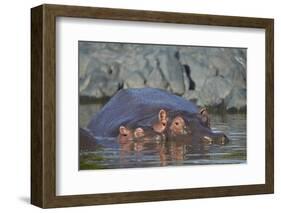 Hippopotamus (Hippopotamus Amphibius) Mother and Calf-James Hager-Framed Photographic Print