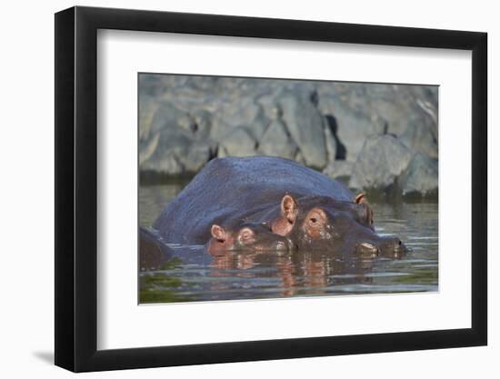 Hippopotamus (Hippopotamus Amphibius) Mother and Calf-James Hager-Framed Photographic Print