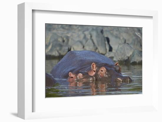 Hippopotamus (Hippopotamus Amphibius) Mother and Calf-James Hager-Framed Photographic Print