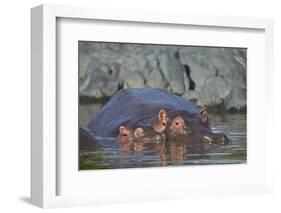 Hippopotamus (Hippopotamus Amphibius) Mother and Calf-James Hager-Framed Photographic Print