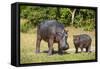 Hippopotamus (Hippopotamus Amphibius) Mother-Michael Runkel-Framed Stretched Canvas