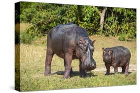 Hippopotamus (Hippopotamus Amphibius) Mother-Michael Runkel-Stretched Canvas