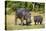 Hippopotamus (Hippopotamus Amphibius) Mother-Michael Runkel-Stretched Canvas