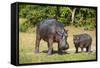 Hippopotamus (Hippopotamus Amphibius) Mother-Michael Runkel-Framed Stretched Canvas
