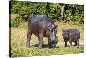 Hippopotamus (Hippopotamus Amphibius) Mother-Michael Runkel-Stretched Canvas