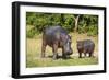 Hippopotamus (Hippopotamus Amphibius) Mother-Michael Runkel-Framed Photographic Print