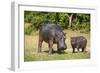 Hippopotamus (Hippopotamus Amphibius) Mother-Michael Runkel-Framed Photographic Print