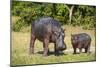 Hippopotamus (Hippopotamus Amphibius) Mother-Michael Runkel-Mounted Photographic Print