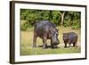 Hippopotamus (Hippopotamus Amphibius) Mother-Michael Runkel-Framed Photographic Print