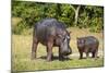 Hippopotamus (Hippopotamus Amphibius) Mother-Michael Runkel-Mounted Photographic Print