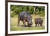 Hippopotamus (Hippopotamus Amphibius) Mother-Michael Runkel-Framed Photographic Print