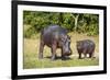 Hippopotamus (Hippopotamus Amphibius) Mother-Michael Runkel-Framed Photographic Print