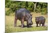 Hippopotamus (Hippopotamus Amphibius) Mother-Michael Runkel-Mounted Photographic Print