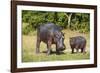 Hippopotamus (Hippopotamus Amphibius) Mother-Michael Runkel-Framed Photographic Print