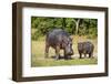 Hippopotamus (Hippopotamus Amphibius) Mother-Michael Runkel-Framed Photographic Print