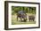 Hippopotamus (Hippopotamus Amphibius) Mother-Michael Runkel-Framed Photographic Print