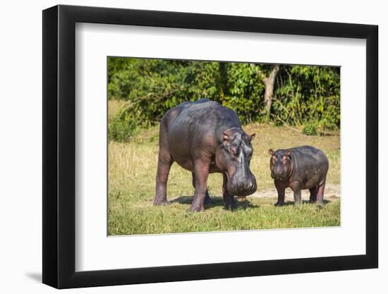 Hippopotamus (Hippopotamus Amphibius) Mother-Michael Runkel-Framed Photographic Print