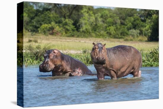 Hippopotamus (Hippopotamus Amphibius), Murchison Falls National Park, Uganda, East Africa, Africa-Michael Runkel-Stretched Canvas