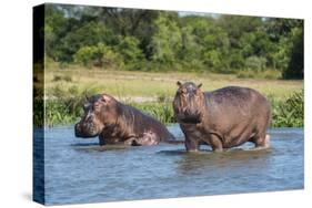 Hippopotamus (Hippopotamus Amphibius), Murchison Falls National Park, Uganda, East Africa, Africa-Michael Runkel-Stretched Canvas