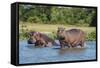 Hippopotamus (Hippopotamus Amphibius), Murchison Falls National Park, Uganda, East Africa, Africa-Michael Runkel-Framed Stretched Canvas