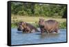 Hippopotamus (Hippopotamus Amphibius), Murchison Falls National Park, Uganda, East Africa, Africa-Michael Runkel-Framed Stretched Canvas