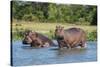 Hippopotamus (Hippopotamus Amphibius), Murchison Falls National Park, Uganda, East Africa, Africa-Michael Runkel-Stretched Canvas