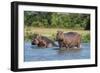 Hippopotamus (Hippopotamus Amphibius), Murchison Falls National Park, Uganda, East Africa, Africa-Michael Runkel-Framed Photographic Print