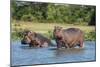 Hippopotamus (Hippopotamus Amphibius), Murchison Falls National Park, Uganda, East Africa, Africa-Michael Runkel-Mounted Photographic Print